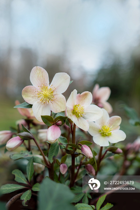 Erste Blüten zum Neujahr, Christrosen im Park