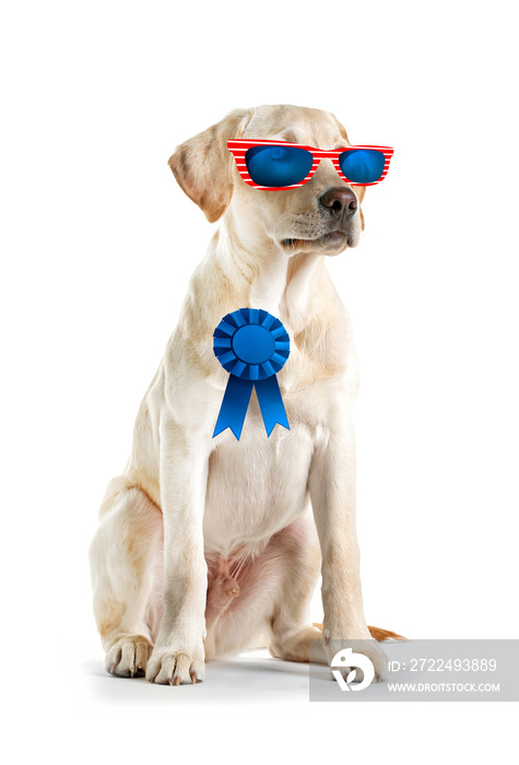 Cute dog with sunglasses and award ribbon on white background. USA holiday concept.