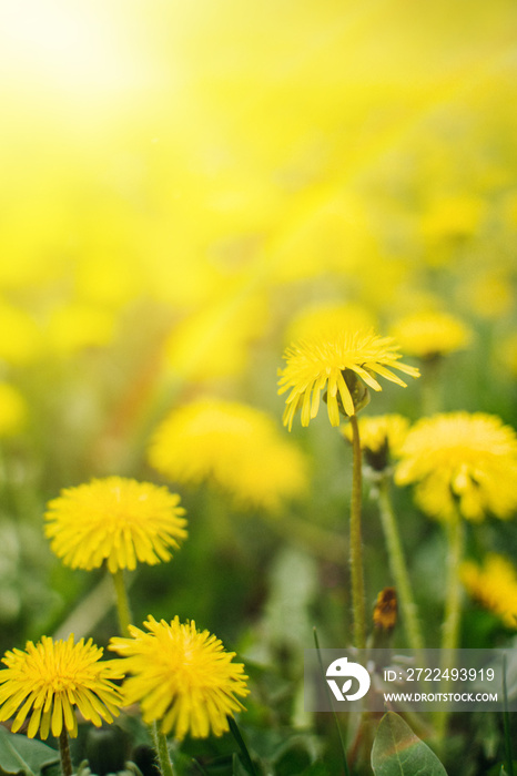 Dandelions with a rainbow and sunlight on green grass vertical background. Green field with yellow dandelions. Closeup of yellow spring summer flowers