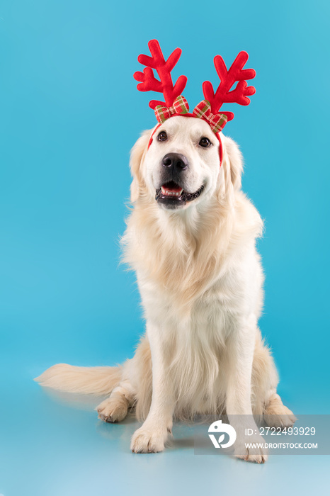 Portrait of cute healthy dog posing in headband