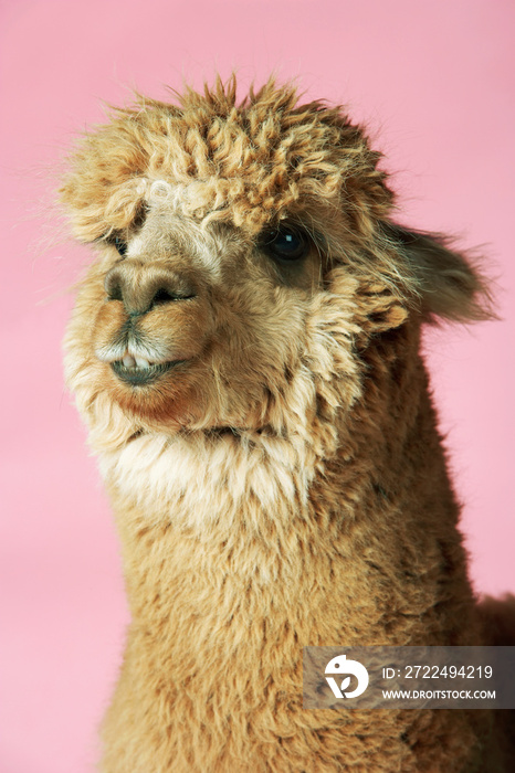 Alpaca On Pink Background