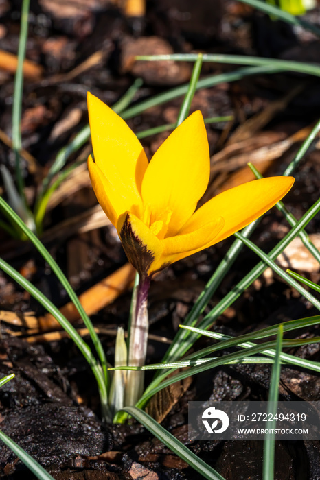 Crocus ancyrensis ’Golden Bunch’ a golden yellow springtime flower plant