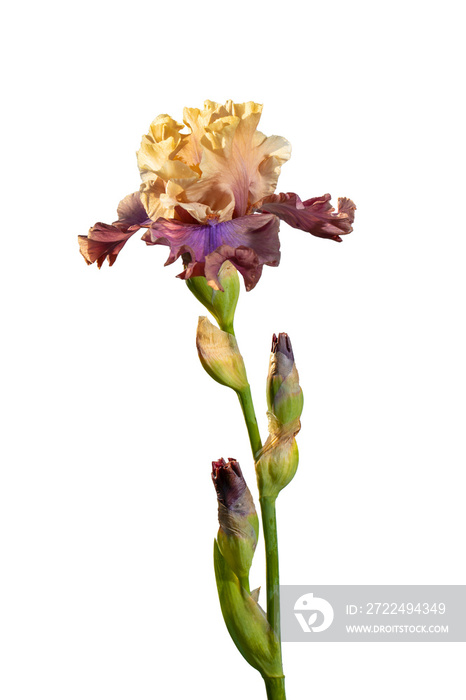 Blooming Purple and Yellow iris garden flower isolated on white background. Summer floral background