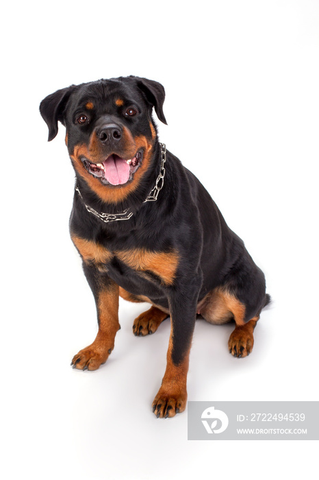 Cute young rottweiler, studio portrait. Beautiful young rottweiler dog sitting isolated on white background. Adorable pedigreed dog.