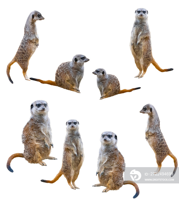 Meerkats isolated on white background