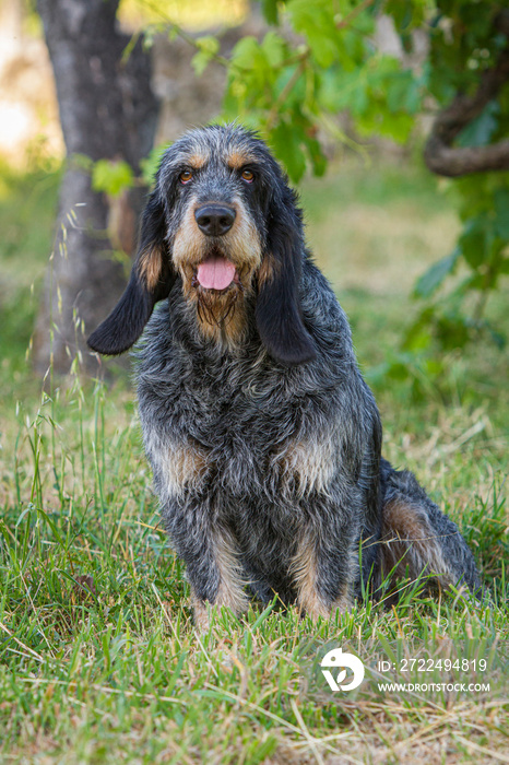 Griffon Bleu de Gascogne (Canis lupus familiaris), Galicia, Spain.