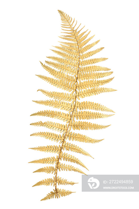 Gold fern leaf herb design element isolated on white background. Top view, flat lay, copy space.