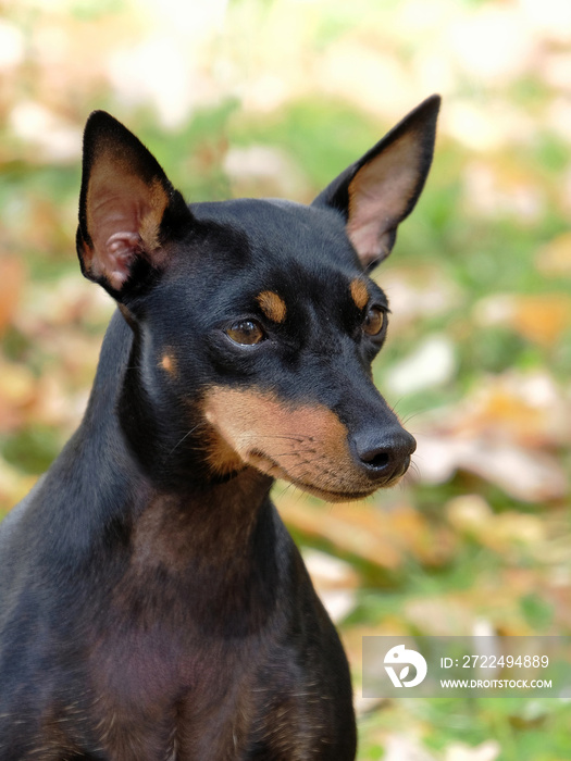 English Toy Terrier in the autumn garden