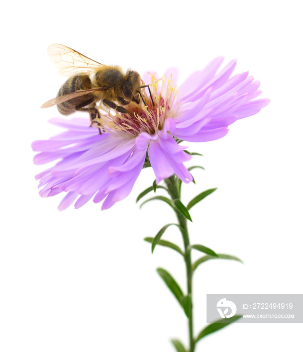 Honeybee and blue flower