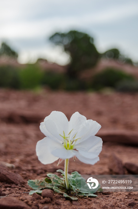 White Flower Grows in Desert