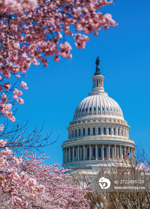 Capitol Building framed by cherry blossom, Washington DC - USA