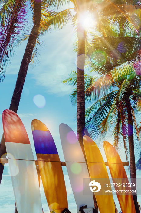 Many surfboards beside coconut trees at summer beach with sun light and blue sky background.