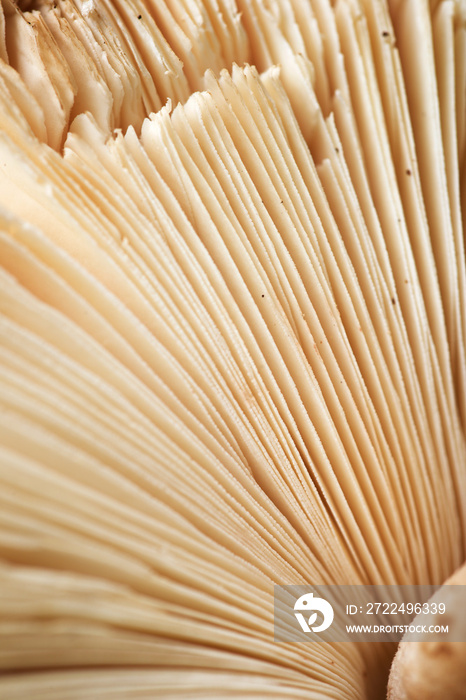 Close up of a mushroom