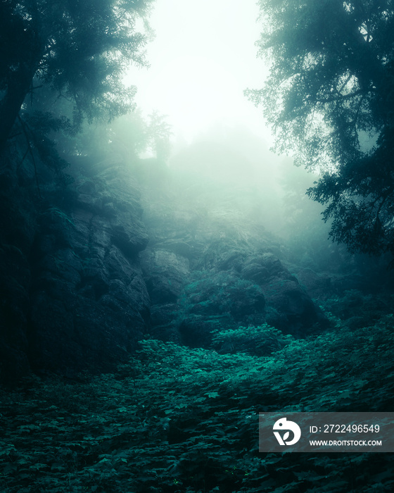 Dramatic dark, mysterious, and moody mountains in the foggy Pacific Northwest