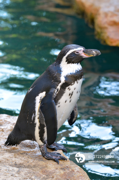 Closeup Humboldt penguin (Spheniscus humboldti) standing on a rock near of water