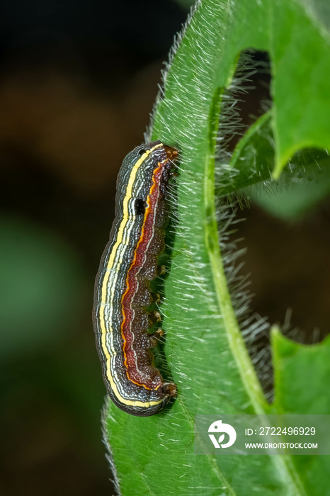 A Yellow-striped Armyworm (Spodoptera ornithogalli), a pest of signicant concern, devours a soybean leaf. Raleigh, North Carolina.