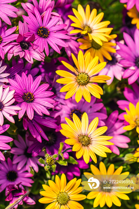 African Daisy Colour Mix, Osteospermum ecklonis, Asteraceae