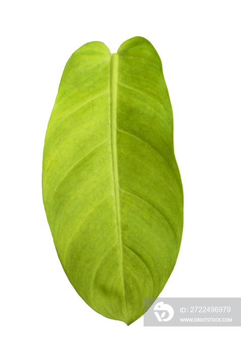 Green leaf isolated for tropical theme