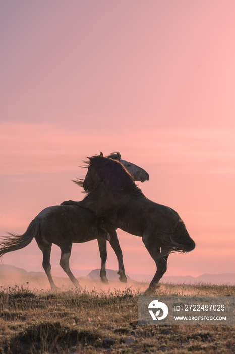 Wild Horse stallions Fighting at Sunset in the Utah Desert