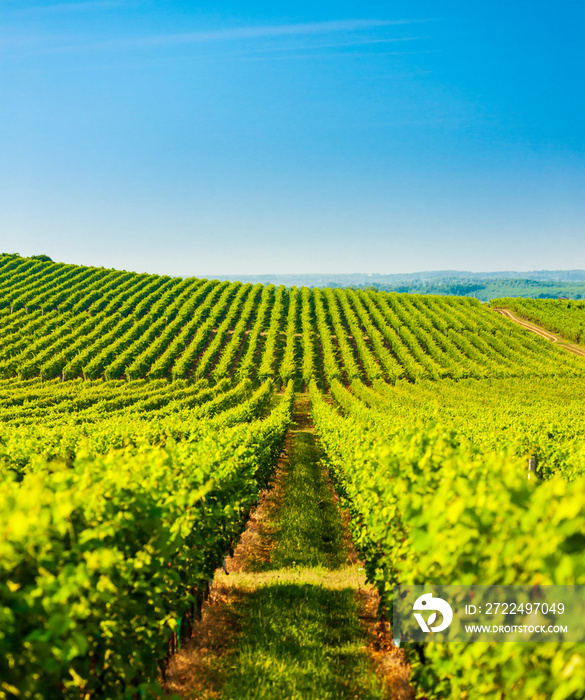 wineyard near Villany in Hungary