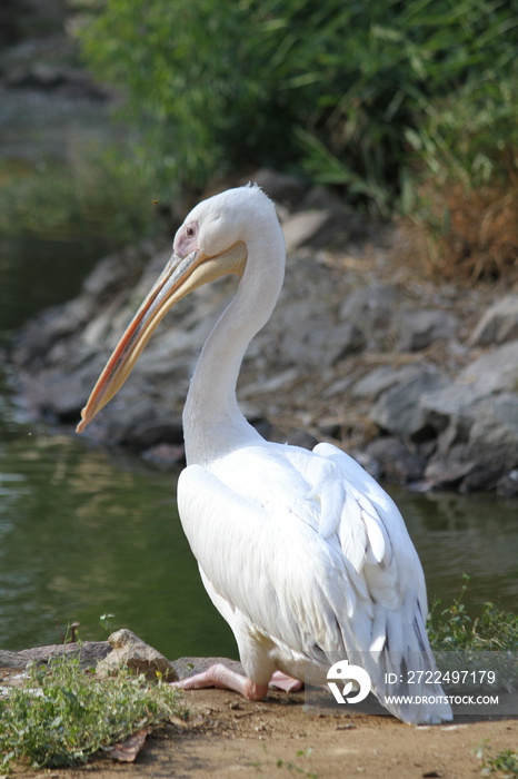 Pelican