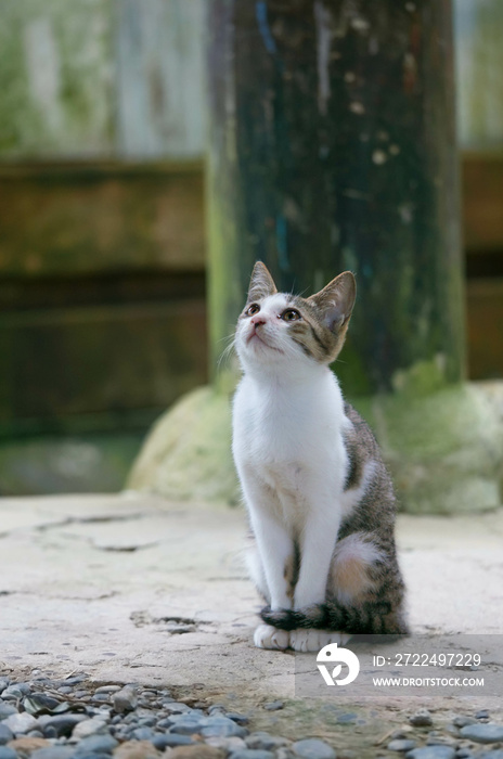 日本の神社に暮らす空を見上げる猫