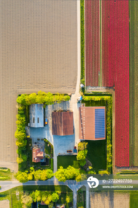 Aerial view of tulip planted fields in the Dronten area. Spring in the Netherlands