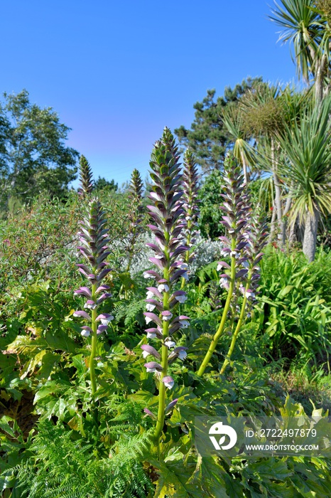 Acanthus plantes in a garden