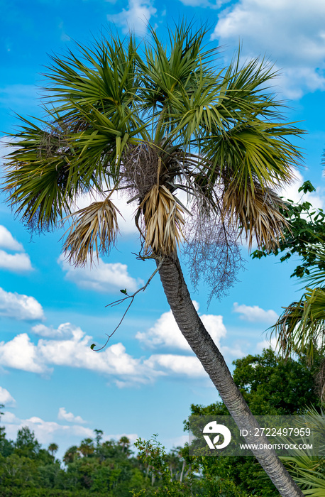 Cabbage palm stands tall over the Peace River in Florida