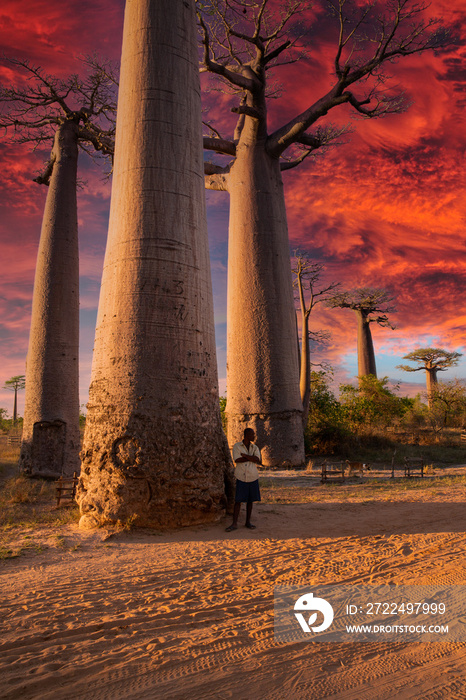 Beautiful Baobab trees at sunset at the avenue of the baobabs in Madagascar