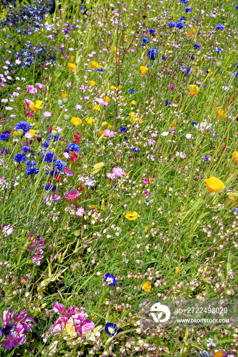 English wild flowers in the summer time in Scotland