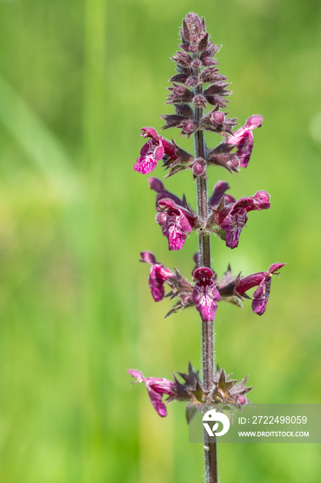 Close up of a hedge woundwort (stachys sylvatica) flower in bloom