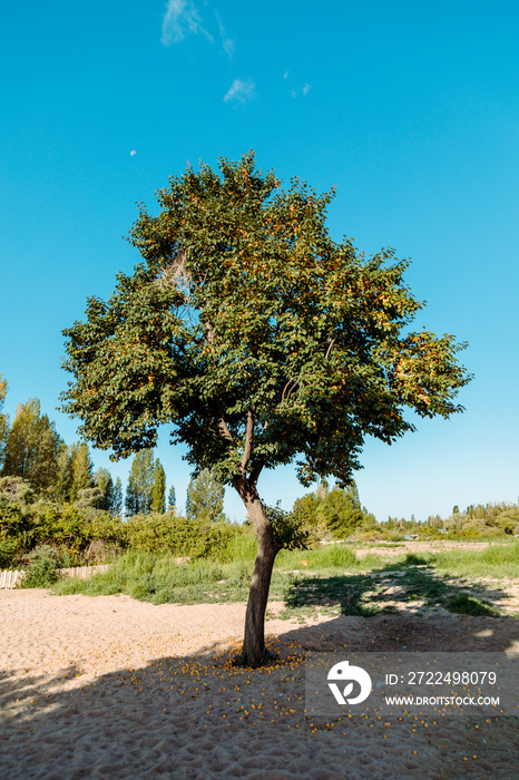 Apricot tree with ripe fruit growing alone on the beach