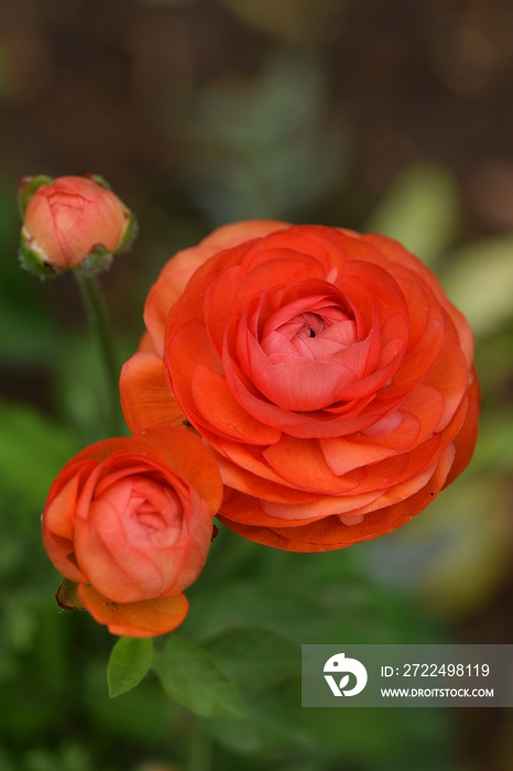 Red ranunculus blooming flower and buds, vertical.