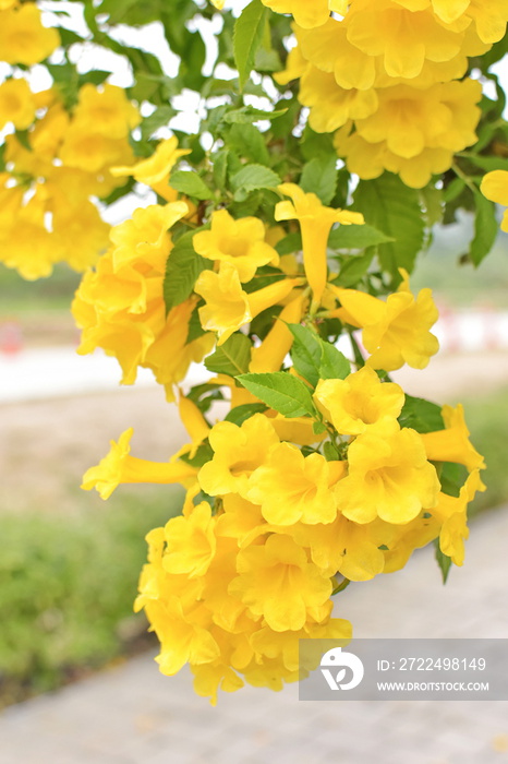 Close up of Yellow trumpet flower blooming on the tree.