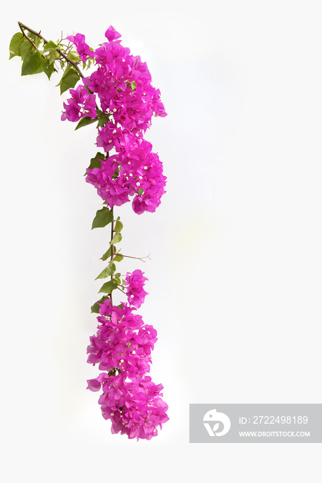 Bougainvilleas on white background.