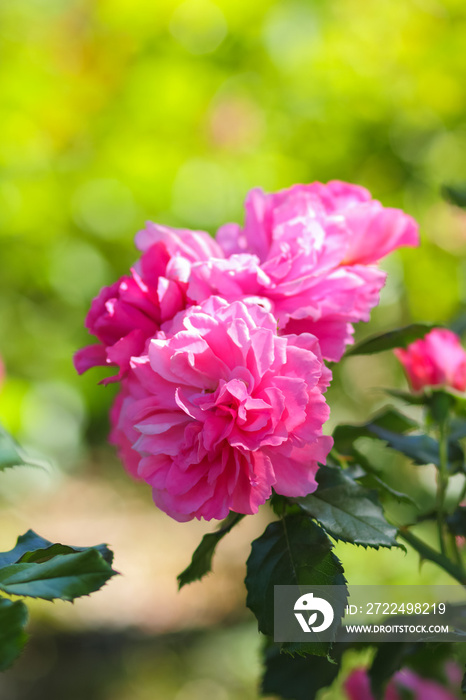 Pink roses bloom in the garden, pink roses on a blurred background, flowers with copy space, bouquet preparation, spring garden