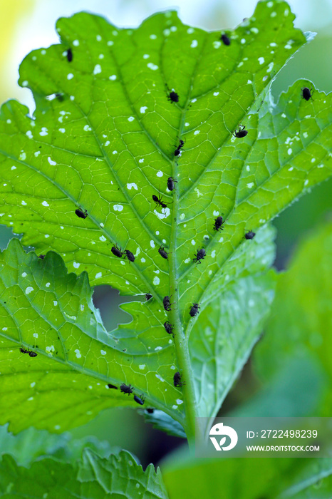 Radish leaf damaged by Ceutorhynchus pallidactylus (formerly quadridens) Cabbage Stem Weevils. Beetle from family Curculionidae.