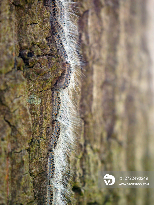 Oak processionary caterpillar in procession on an oak tree