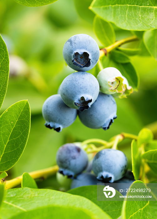 Ripe blueberries (Vaccinium Corymbosum) in homemade garden. Fresh bunch of natural fruit growing on branch on farm. Close-up. Organic farming, healthy food, BIO viands, back to nature concept.