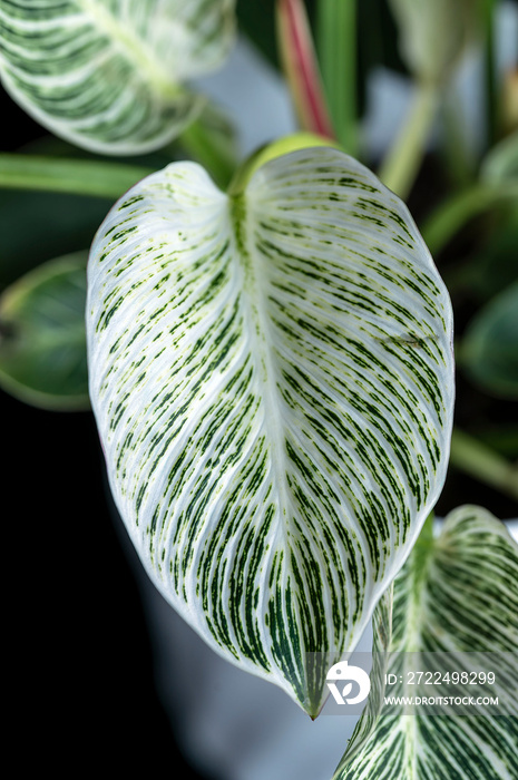 Philodendron Birkin, a tropical houseplant with green leaves variegated with white stripes