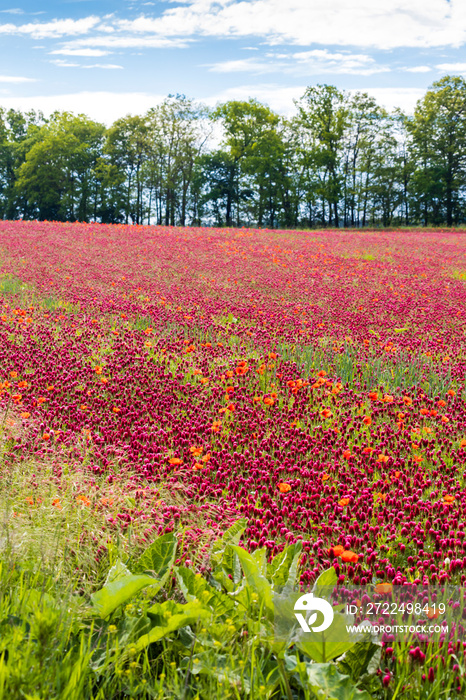 field full of red clovers