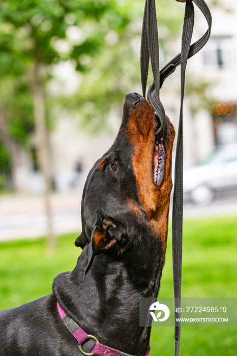 black dobermans tries to pull the leash out of the hands of the owner