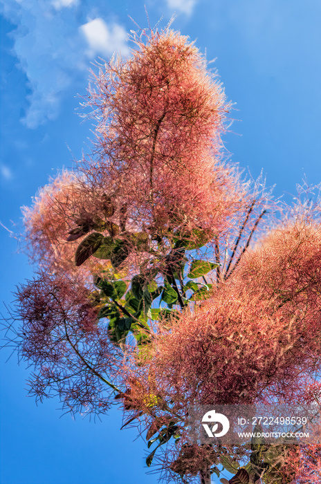 Smokebush, Cotinus coggygria or royal purple-flowered smokebush