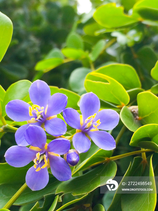 purple flower of Lignum Vitae with green leaves