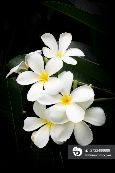 White plumeria flower. Tropical flower. Sweet .fragrance.