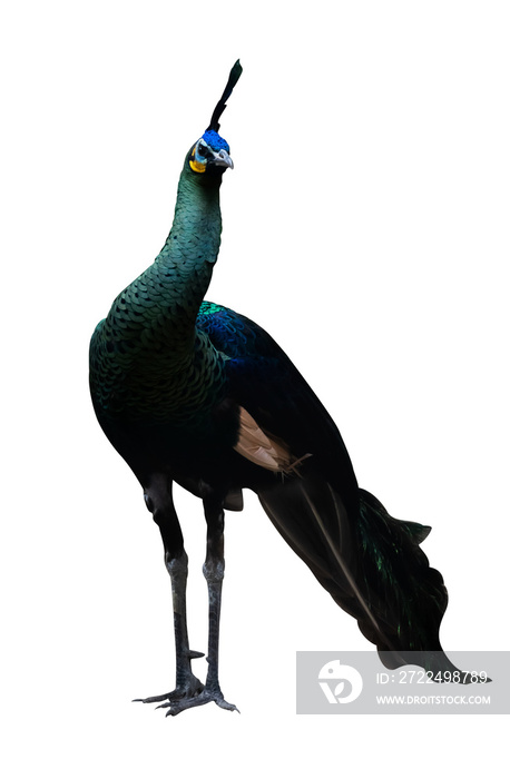 portrait of peacock