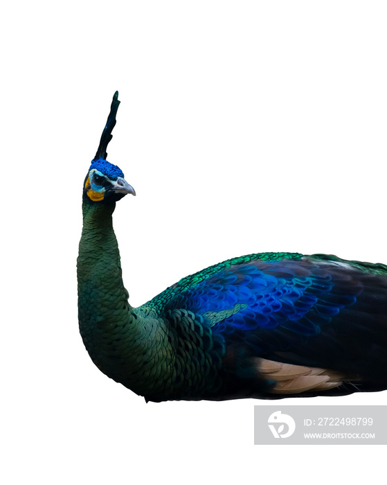 beauty of peacock isolated