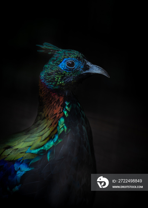 Himalayan moral pheasant -Lophophorus impejanus colse-up