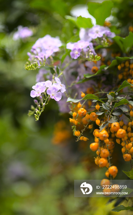 Purple flowers and orange berries of Duranta erecta, pigeon berry